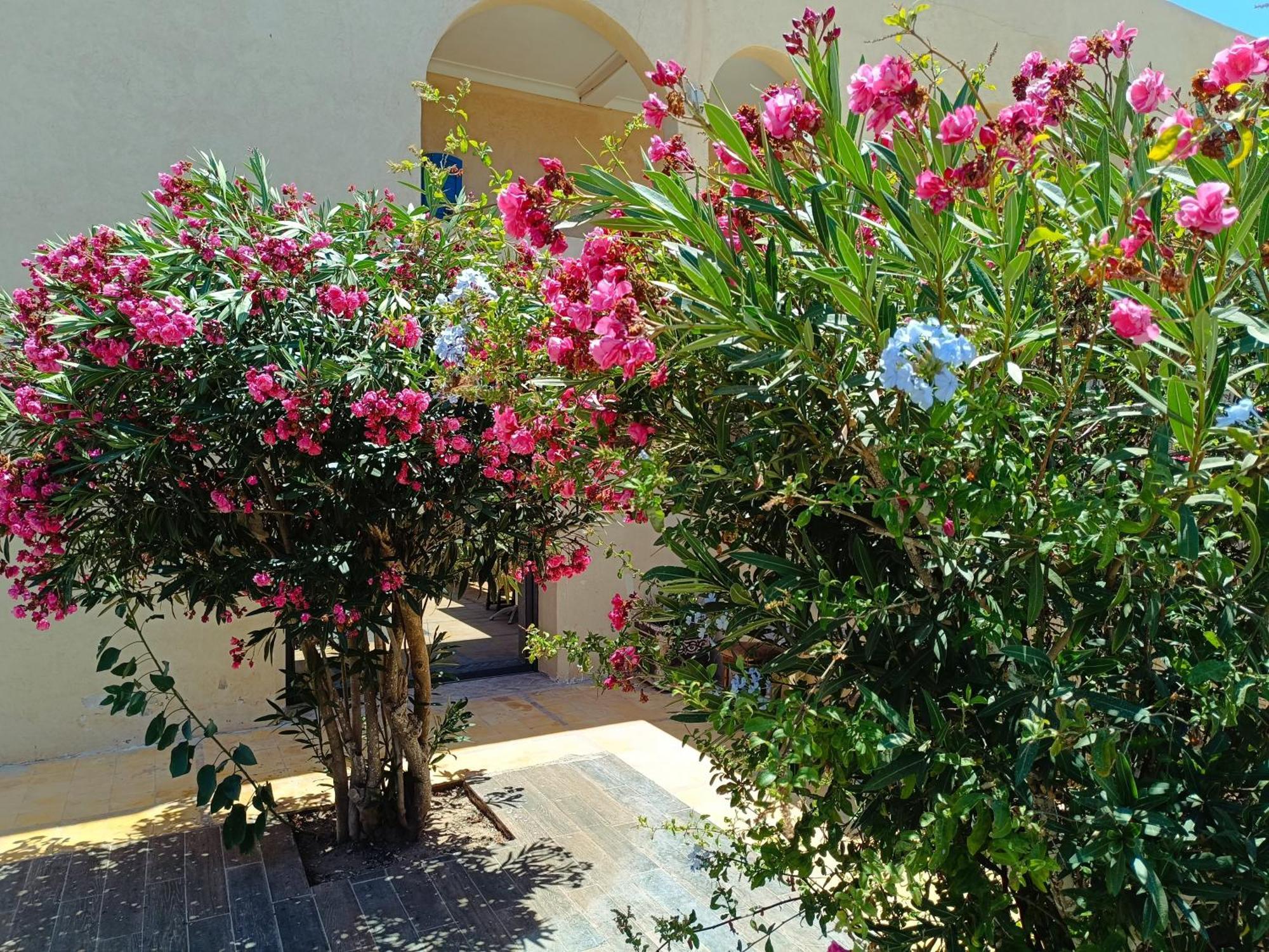 L'abri côtier de Dar Nezza Apartamento Sidi Kaouki Exterior foto